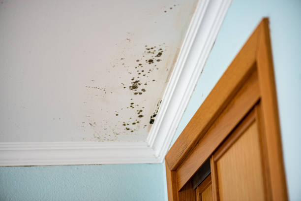 Mold Odor Removal Services in Central, TN